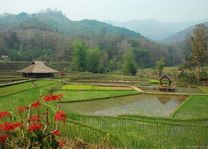 Laos - Luang Prabang - Kamu Lodge - rijstvelden - foto: kamu lodge